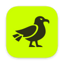 Skua